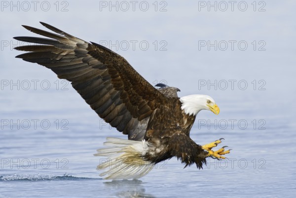 Bald Eagle (Haliaeetus leucocephalus) flying, Alaska, USA