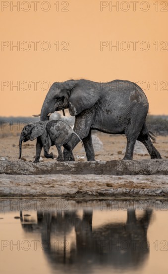 African elephant (Loxodonta africana), mother with young, at the waterhole, reflection, at sunset, Nxai Pan National Park, Botswana