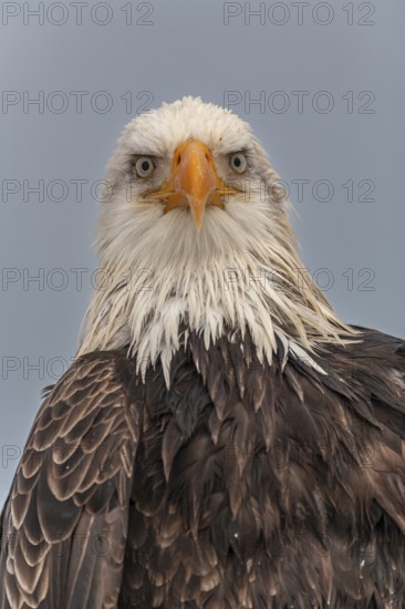 Bald eagle, Haliaeetus leucocephalus, portrait, adult, winter, Homer, Alaska, USA