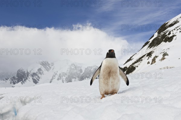 Gentoo Penguin (Pygoscelis papua), Antarctica