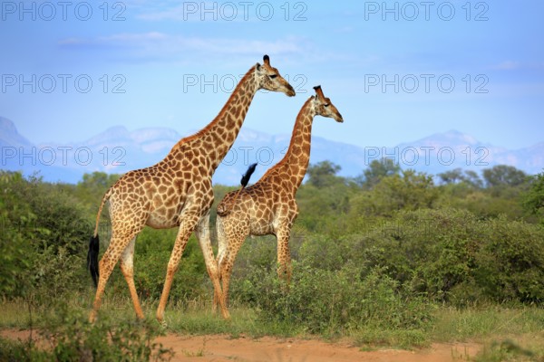 Two giraffes near the forest, Drakensberg Mountains in the background . Green vegetation with big animals. Wildlife scene from nature. Evening light Tshukudu, South Africa