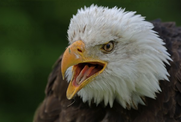 Bald Eagle (Haliaeetus leucocephalus) calling, North Rhine-Westphalia, Germany