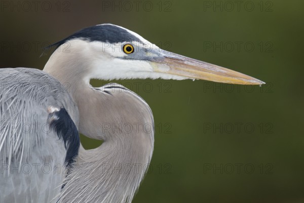 Great Blue Heron (Ardea herodias), Florida, USA
