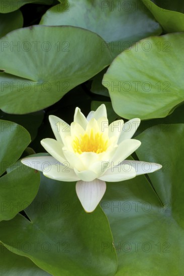 Water lily, white (Nymphaea alba), Baden-Württemberg, Germany