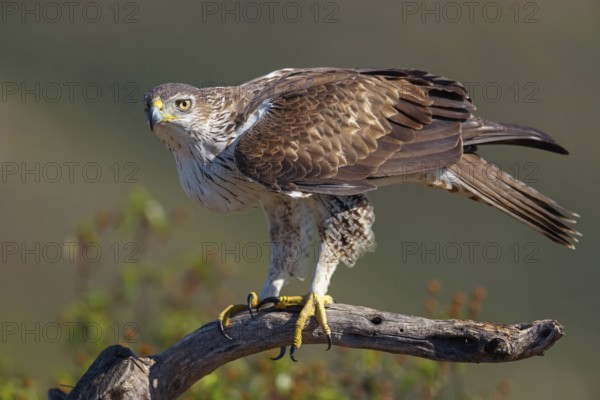 Bonelli's eagle (Hieraaetus fasciatus), Aigle de Bonelli, Águila-azor Perdicera, Tawi Atayr, Salalah, Dhofar, Oman