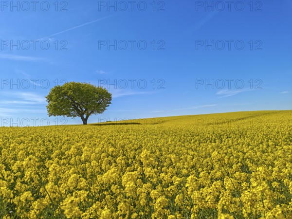 Single deciduous tree in a flowering rape field in spring, eastern hill country, landscape Schwansen, blue sky, bright sunshine, municipality Sieseby, Thumby, Schleswig-Holstein, Germany