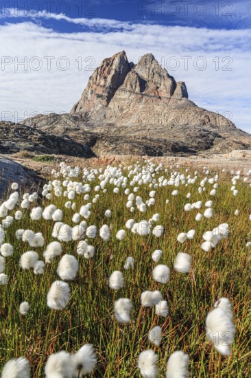 Cottongrass in front of a steep mountain, Heart Mountain, summer, sunny, Uummannaq, West Greenland, Greenland
