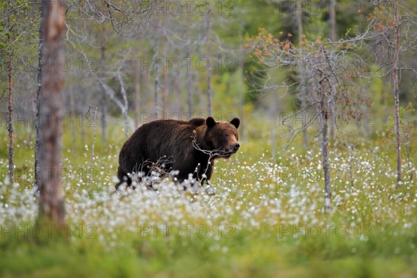 Bear with summer forest, wide angle with habitat. Beautiful brown bear walking around lake, fall colours. Big danger animal in habitat. Wildlife scene from nature, Russia