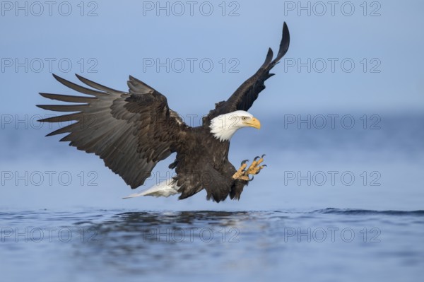 Bald Eagle (Haliaeetus leucocephalus) hunting, Alaska, USA