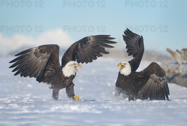 Bald Eagle (Haliaeetus leucocephalus) calling, perched on snow, Alaska, USA