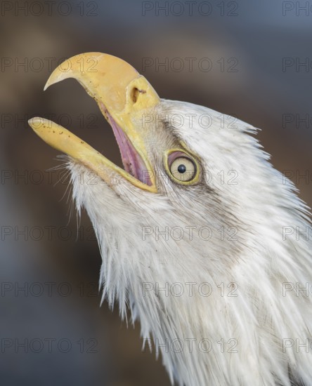 Bald Eagle (Haliaeetus leucocephalus), Alaska, USA