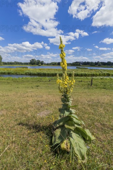 Mullein (Verbascum phlomoides), Steinhorst Basin, nature reserve, nature, Ems, tourism, landscape, Delbrücker Land, Steinhorst, Paderborn, Germany
