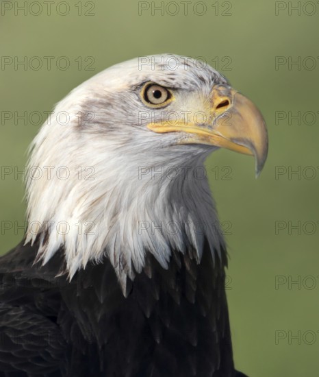 Bald Eagle (Haliaeetus leucocephalus) male, Saskatchewan, Canada