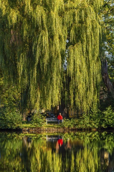 Woman in red jacket sitting on a bench under a Babylon willow (Salix babylonica) with reflection in a swan pond, Treuenbrietzen, Fläming, Brandenburg, Germany