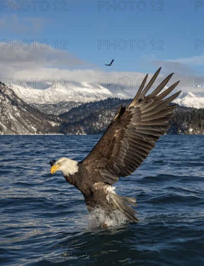 Bald Eagle (Haliaeetus leucocephalus) hunting, Alaska, USA