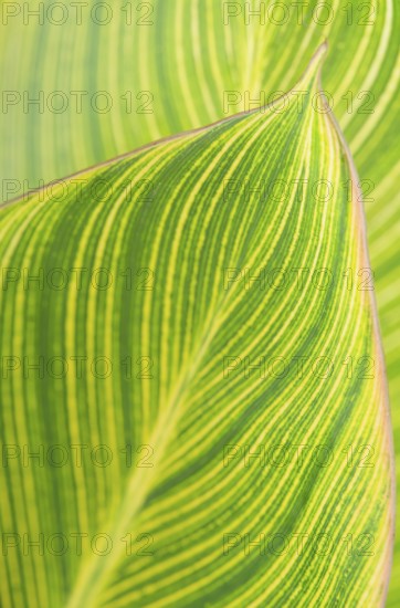Green leaf texture background. Bad Salzschlirf, Hessen, Germany