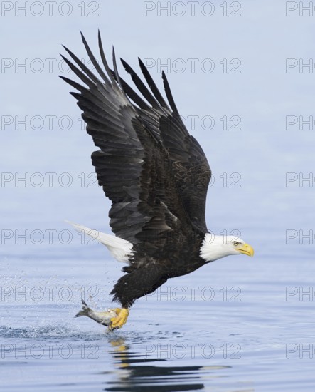 Bald Eagle (Haliaeetus leucocephalus) flying, Alaska, USA