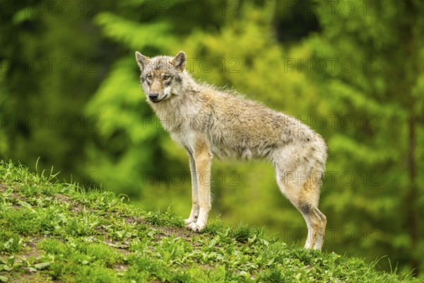 Eurasian wolf (Canis lupus lupus) in a forest, Austria