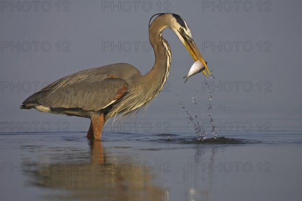 Great Blue Heron (Ardea herodias), Florida, USA