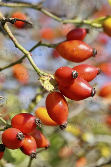 Ripe rosehip fruit of the dog rose (Rosa canina) on a branch, Wilnsdorf, North Rhine-Westphalia, Germany