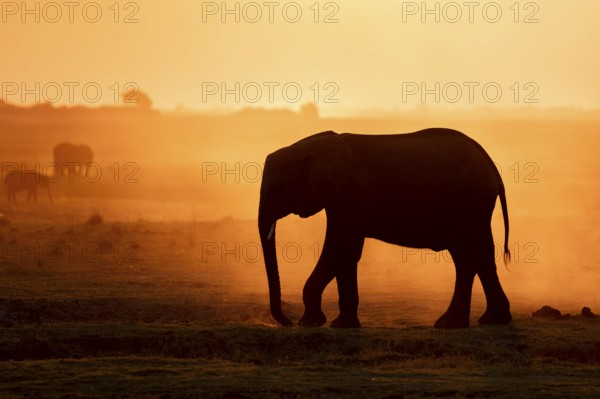 African elephant (Loxodonta africana), silhouette, sunset, atmospheric light, Ihaha, Chobe National Park National Park, Botswan