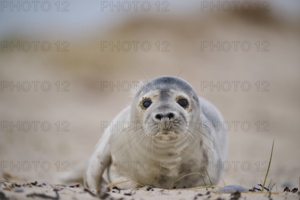 Grey seal (Halichoerus grypus) lying on the beach, Düne, Helgoland, Schleswig-Holstein, Germany
