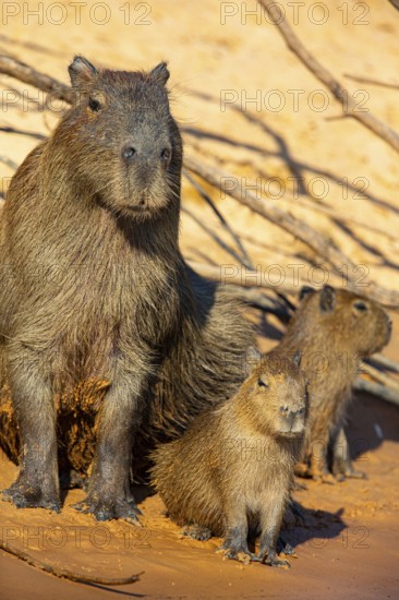 Capybara (Hydrochaeris hydrochaeris) Pantanal Brazil