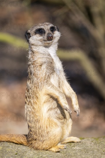 Meerkat (Suricata suricatta) standing sweet and curious in the desert, captive, occurrence Africa