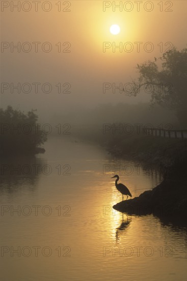 Great Blue Heron (Ardea herodias), Florida, USA