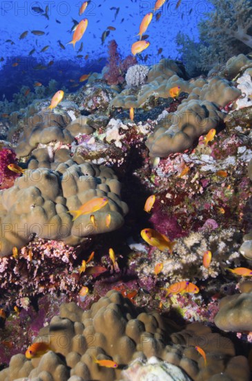 Jewelled flagfish (Pseudanthias squamipinnis) swimming over colourful vibrant intakes healthy tropical coral reef with hard corals (Scleractinia) in tropical waters, Red Sea, Egypt