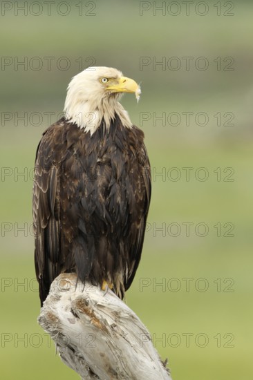 Bald Eagle (Haliaeetus leucocephalus), Alaska, USA