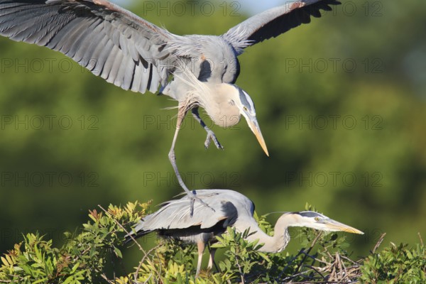 Great Blue Heron (Ardea herodias) mating, Florida, USA
