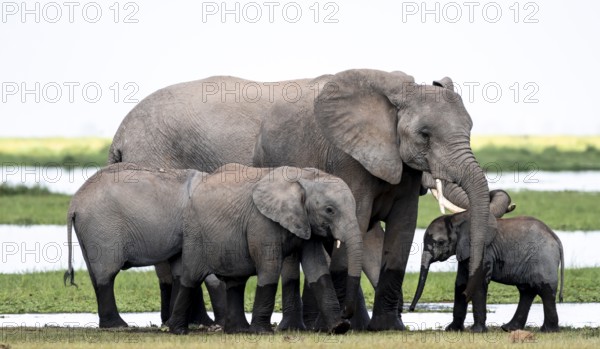 African elephant (Loxodonta africana) with baby, young and dam, Amboseli National Park, Rift Valley Province, Kenya