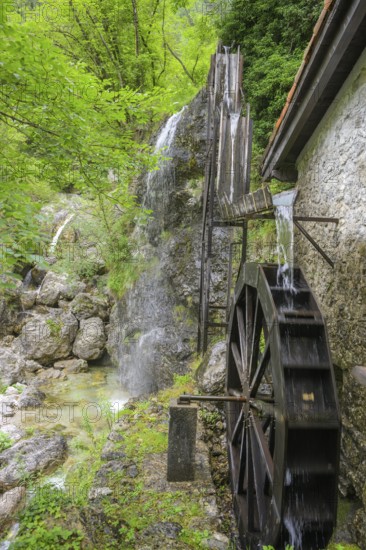 Mill wheel and waterfall at the old mill, Tramonti di Sopra, Province of Pordenone, Italy