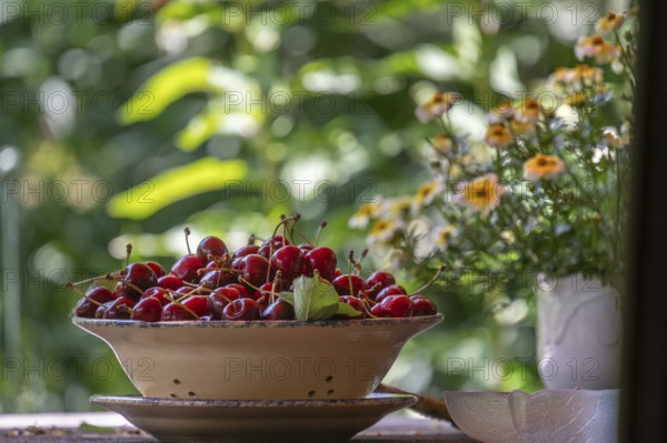Fresh sweet cherries (Prunus avium) in a bowl, Bavaria, Germany