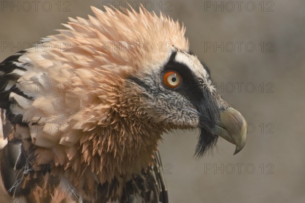 Bartgeier; lat. Gypaetus barbatus; Kopfportrait von der Seite