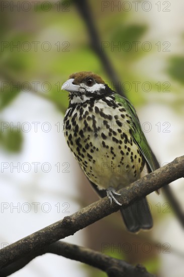 White-eared catbird (Ailuroedus buccoides), captive, occurring on New Guinea