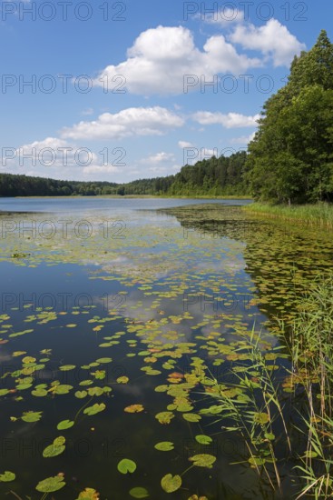 View of a lake with water lilies from the shore, surrounded by dense forests and cloudy sky, Lake Krzywe, Plaska, Powiat Augustowski, Podlaskie Voivodeship, Poland