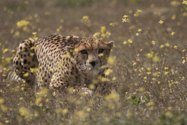 Cheetah (Acinonyx jubatus) male sneaking up to prey in blooming meadow, Castile-La Mancha, Spain