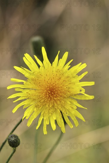 Wiesenpippau (Crepis biennis), yellow flower by the wayside on the Moselle, Cochem, Rhineland-Palatinate, Germany