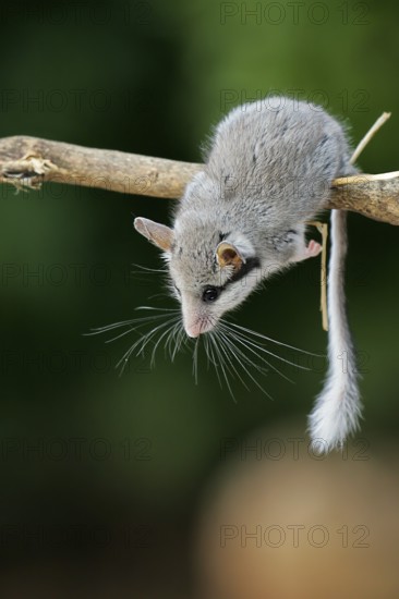 Gartenschläfer (Eliomys quercinus) adult Nahaufnahme auf Zweig, Spanien