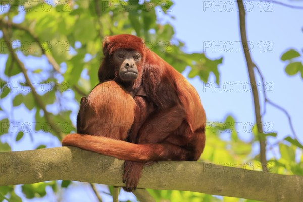 Venezuelan red howler (Alouatta seniculus), adult, female, juvenile, on tree, resting, South America