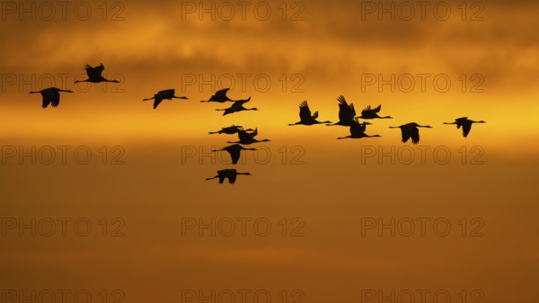 Cranes (grus grus) flying over the Baltic Sea at sunrise, Zingst, Mecklenburg-Vorpommern, Germany