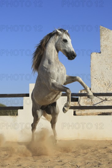 Berber horse, Djerba, Tunisia, Berber