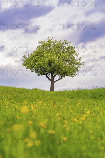 A single tree stands majestically in a blooming spring meadow under a cloudy sky, Gechingen, district of Calw, Germany