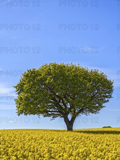 Single deciduous tree in a flowering rape field in spring, eastern hill country, landscape Schwansen, blue sky, bright sunshine, municipality Sieseby, Thumby, Schleswig-Holstein, Germany