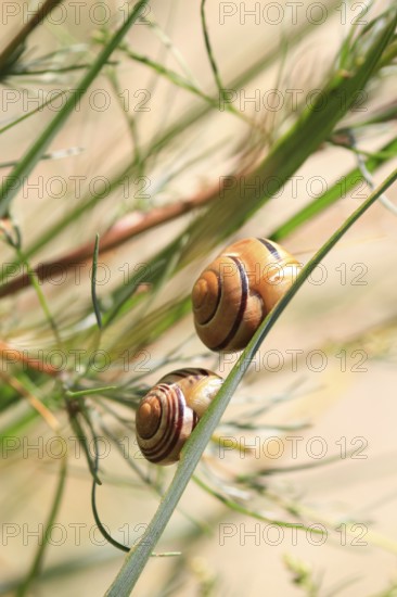 Small snails, Mecklenburg-Western Pomerania, Germany