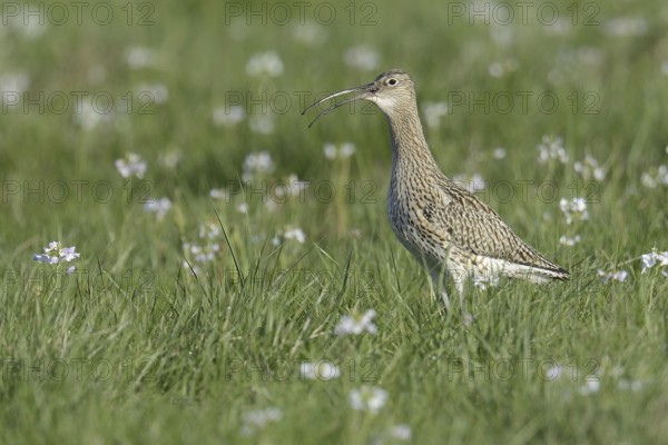 Eurasian Curlew (Numenius arquata) calling, Lower Saxony, Germany