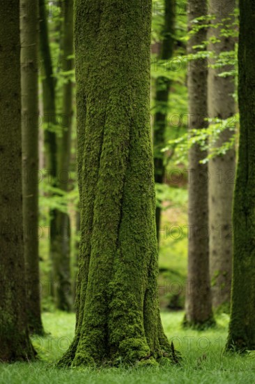 Moss-covered tree in forest meadow, Eppishausen, Unterallgäu, Bavaria, Germany