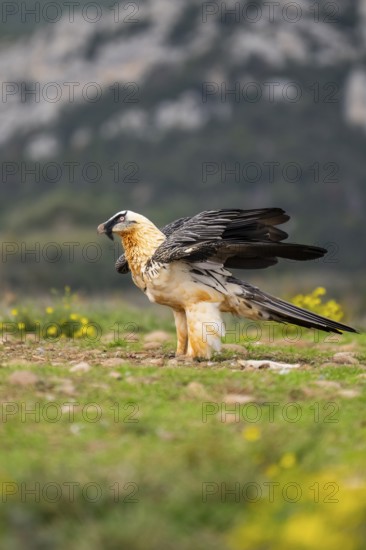 Bearded Vulture (Gypaetus barbatus) adult bird, Pyrenees, Lleida, Spain